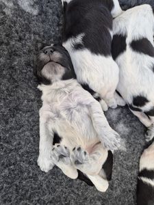 Schapendoes N-nest van de Roeskebeer